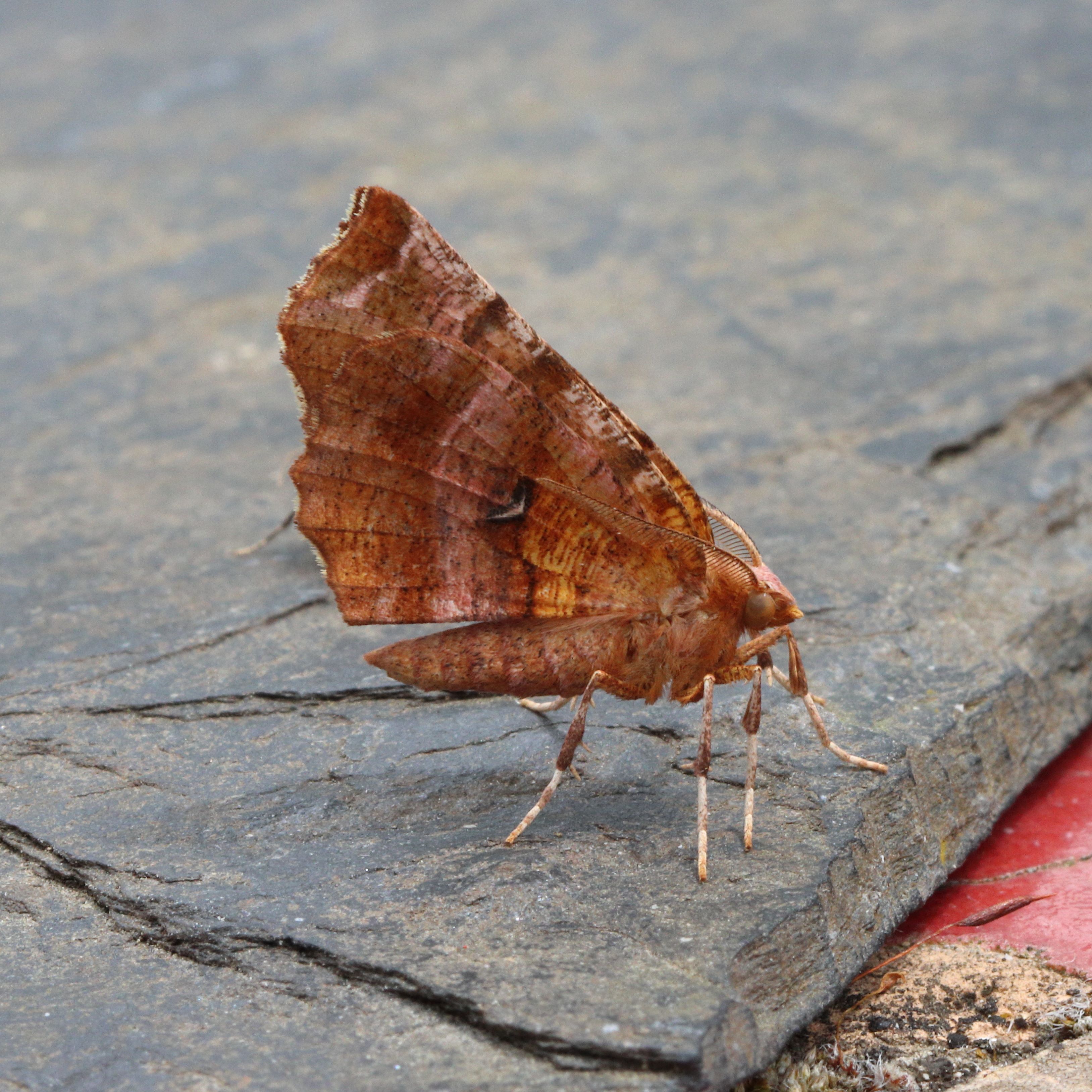 Photo of Early Thorn (Selenia dentaria)